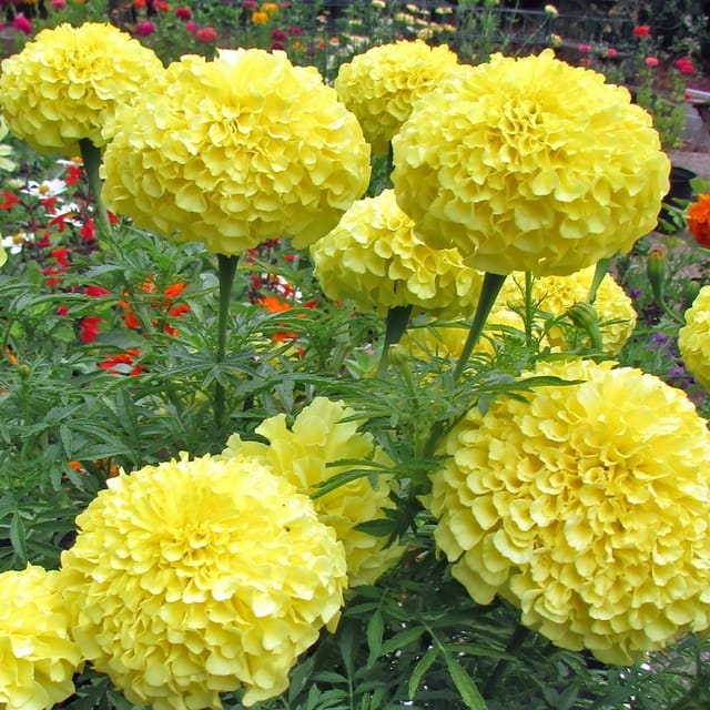 Plants Villa - African Marigold Flower Plant_Yellow