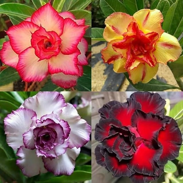 Plants Villa - Adenium Flower Plants_(Combo Pack Of 4) Plants Villa - Adenium Flower Plants_(Combo Pack Of 4)