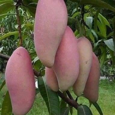 Plants Villa - Chiang-Mai Mango Fruit Plant