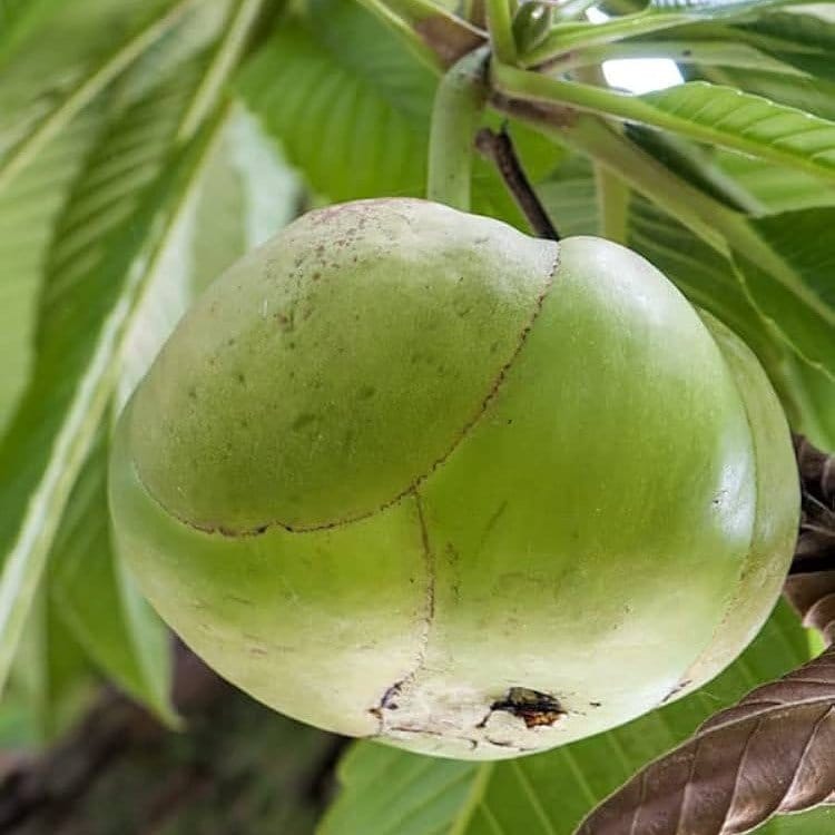 Plants Villa - Elephant Apple Chalta Hybrid Fruit Plant
