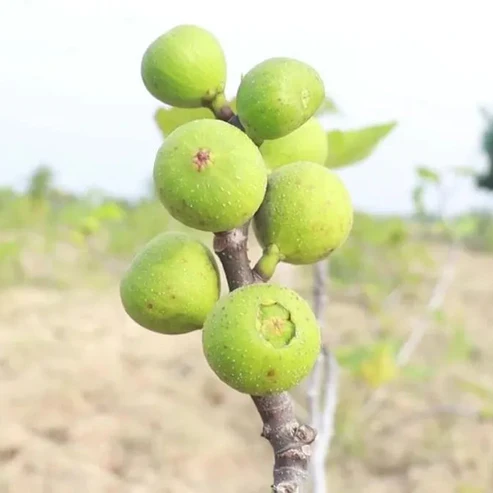 Pune Anjeer Fruit Plants For Home & Gardening - Agro Nursery
