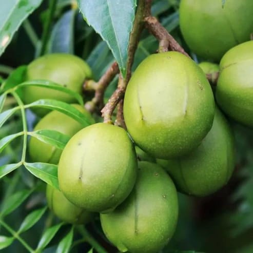 All Time June Plum Fruit Plants For Home & Gardening - Agro Nursery All Time June Plum Fruit Plants For Home & Gardening - Agro Nursery