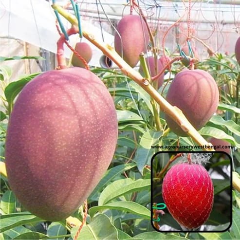 Miyazaki Mango Plants For Home & Gardening - Agro Nursery Miyazaki Mango Plants For Home & Gardening - Agro Nursery