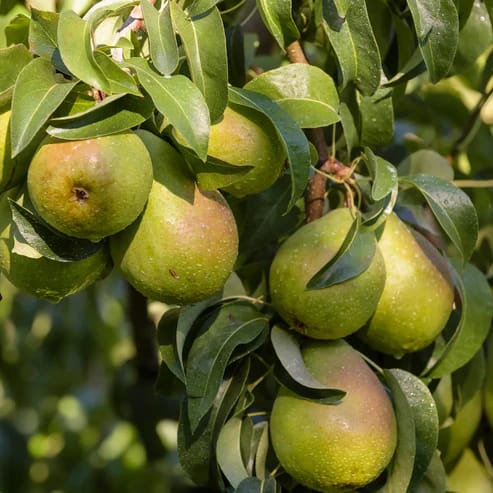 Babugosha Fruit Plants For Home & Gardening - Agro Nursery