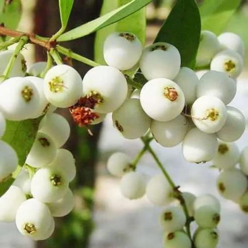 Cat Eye Berry Fruit Plant For Home & Gardening - Agro Nursery Cat Eye Berry Fruit Plant For Home & Gardening - Agro Nursery