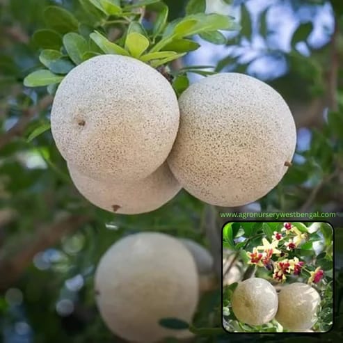 Thai Wood Apple Plants For Home & Gardening - Agro Nursery Thai Wood Apple Plants For Home & Gardening - Agro Nursery