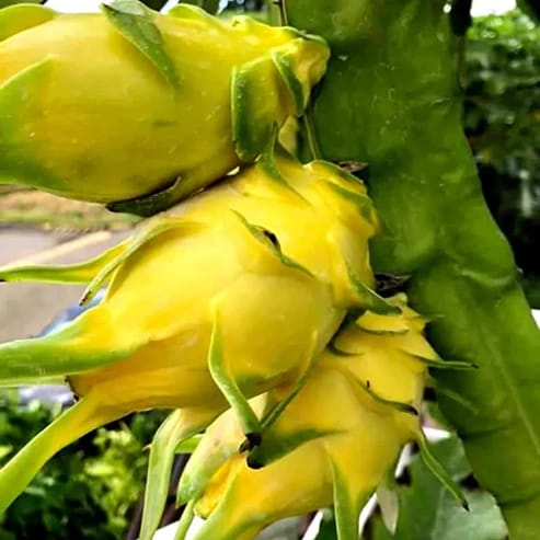 Yellow Dragon Fruit Plants For Home & Gardening - Agro Nursery Yellow Dragon Fruit Plants For Home & Gardening - Agro Nursery