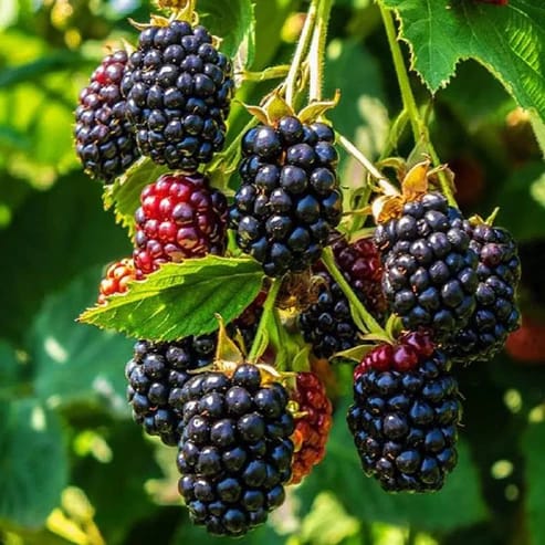 Blackberry Fruit Plants For Home & Gardening - Agro Nursery Blackberry Fruit Plants For Home & Gardening - Agro Nursery