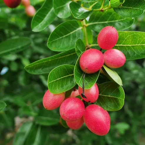 Karonda Fruit Plants For Home & Gardening - Agro Nursery
