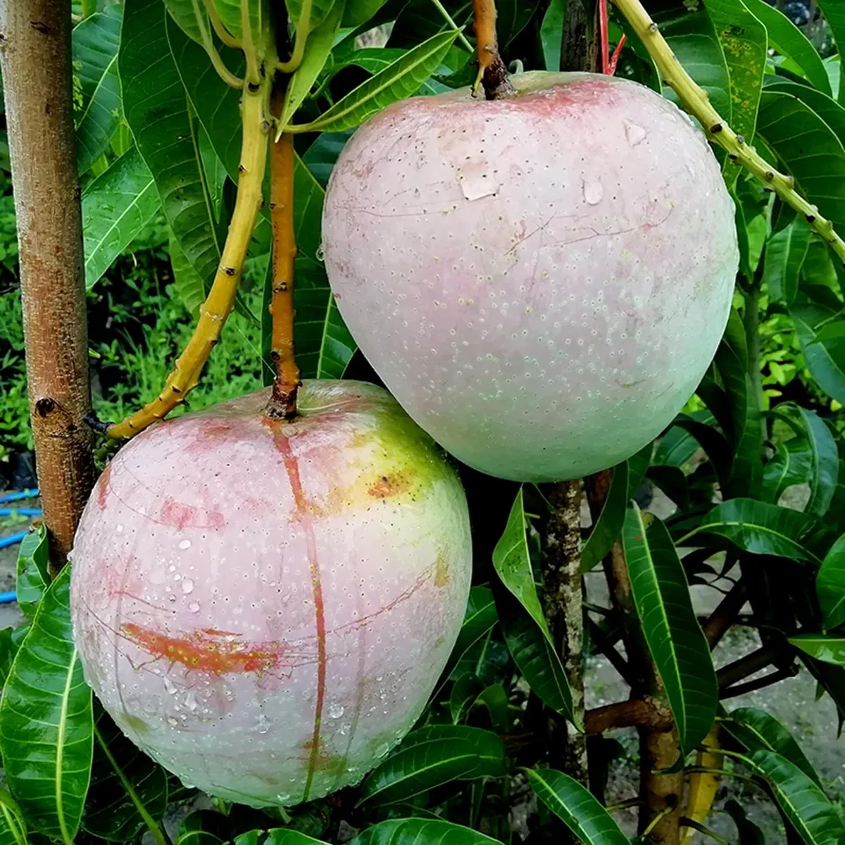 R2E2 Mango Plants For Home & Gardening - Agro Nursery