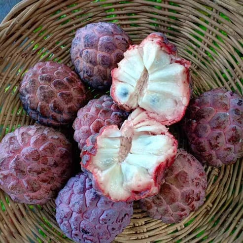 Red Custard Apple Fruit Plants For Home & Gardening - Agro Nursery Red Custard Apple Fruit Plants For Home & Gardening - Agro Nursery
