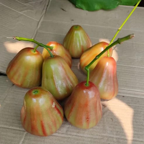 Bali Champa Water Apple Fruit Plants For Home & Gardening - Agro Nursery