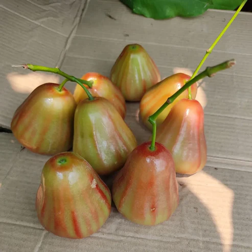 Bali Champa Water Apple Fruit Plants For Home & Gardening - Agro Nursery