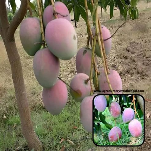 Pusa Arunima Mango Plants For Home & Gardening - Agro Nursery Pusa Arunima Mango Plants For Home & Gardening - Agro Nursery