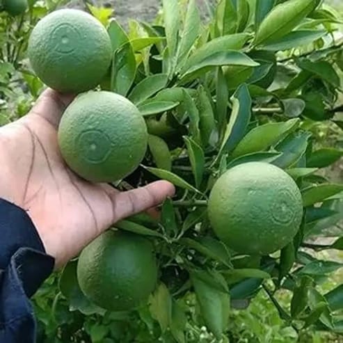 Bari 1 Malta Fruit Plants For Home & Gardening - Agro Nursery