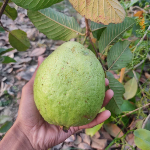 Thai 7 Guava Fruit Plants For Home & Gardening - Agro Nursery