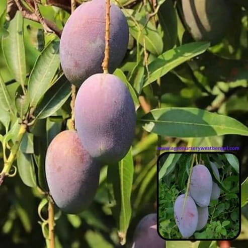 Pusa Ambika Mango Plants For Home & Gardening - Agro Nursery Pusa Ambika Mango Plants For Home & Gardening - Agro Nursery