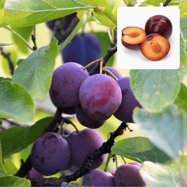 Aloo Bukhara Fruit Plants For Home & Gardening - Agro Nursery