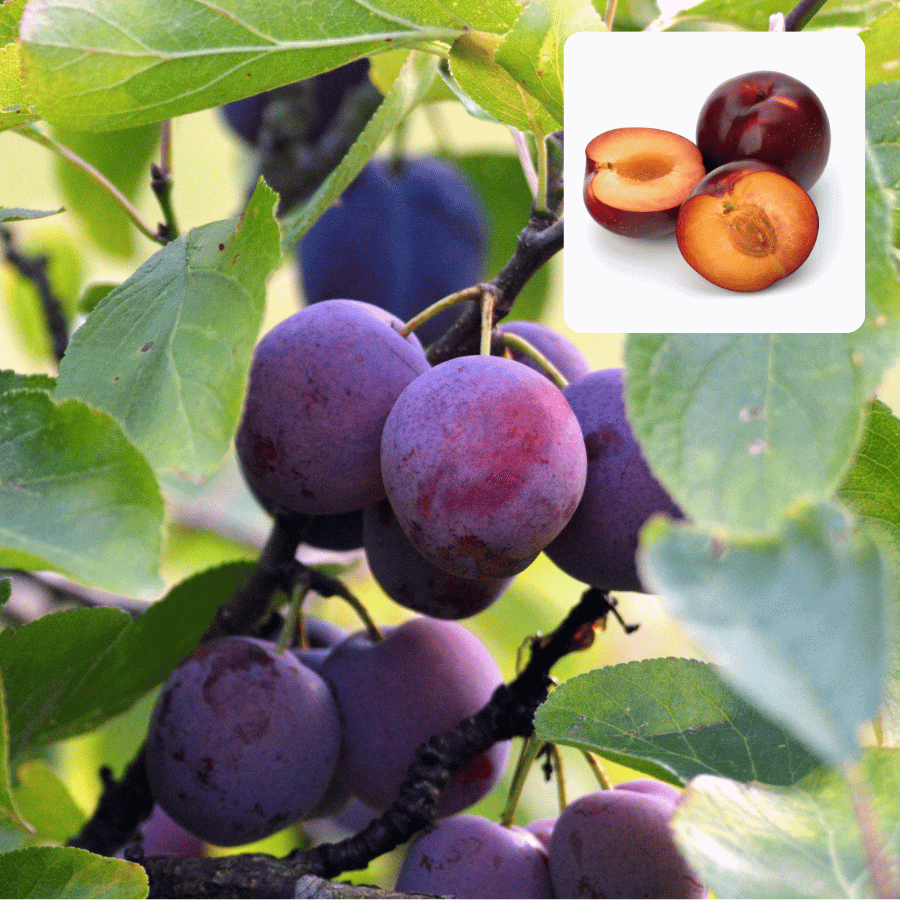 Aloo Bukhara Fruit Plants For Home & Gardening - Agro Nursery