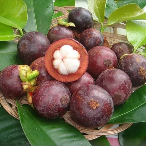 Mangosteen Fruit Plants For Home & Gardening - Agro Nursery Mangosteen Fruit Plants For Home & Gardening - Agro Nursery