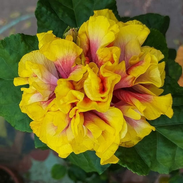 Plants Villa - Double Petal Variety Grafted Hibiscus Flower Plant (PV18473) Plants Villa - Double Petal Variety Grafted Hibiscus Flower Plant (PV18473)