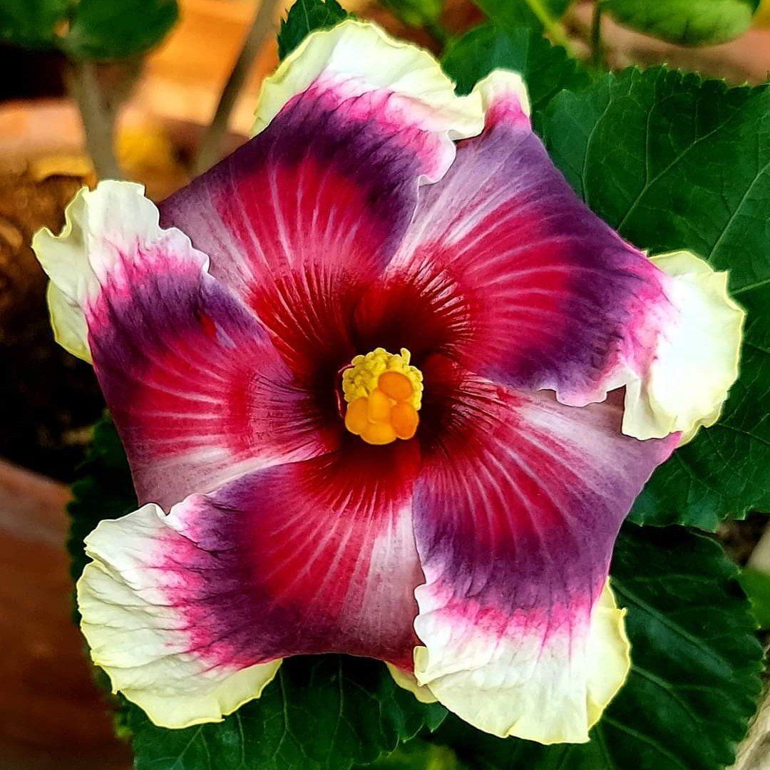 Plants Villa - American Variety Grafted Hibiscus Flower Plant (PV18485)