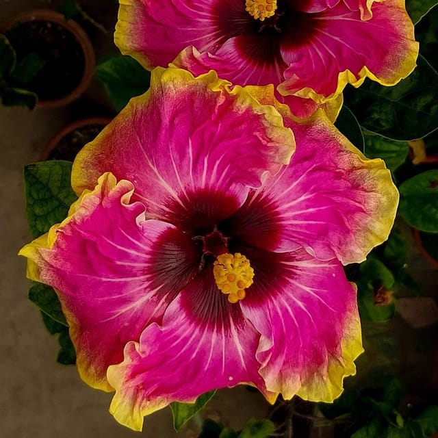 Plants Villa - American Variety Grafted Hibiscus Flower Plant (PV18506) Plants Villa - American Variety Grafted Hibiscus Flower Plant (PV18506)