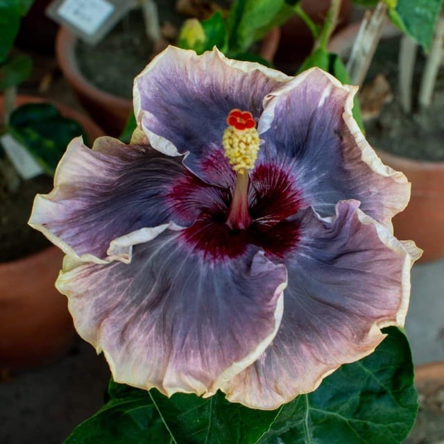 Plants Villa - Australian Variety Grafted Hibiscus Flower Plant (PV18494)