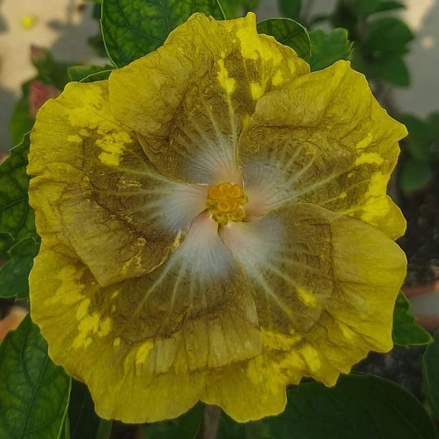 Plants Villa - American Variety Grafted Hibiscus Flower Plant (PV18520) Plants Villa - American Variety Grafted Hibiscus Flower Plant (PV18520)