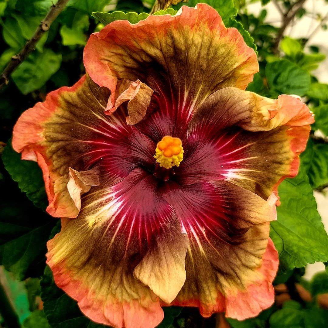 Plants Villa - Australian Variety Grafted Hibiscus Flower Plant (PV18481)