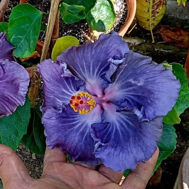 Plants Villa - Australian Variety Grafted Hibiscus Flower Plant (PV18532) Plants Villa - Australian Variety Grafted Hibiscus Flower Plant (PV18532)