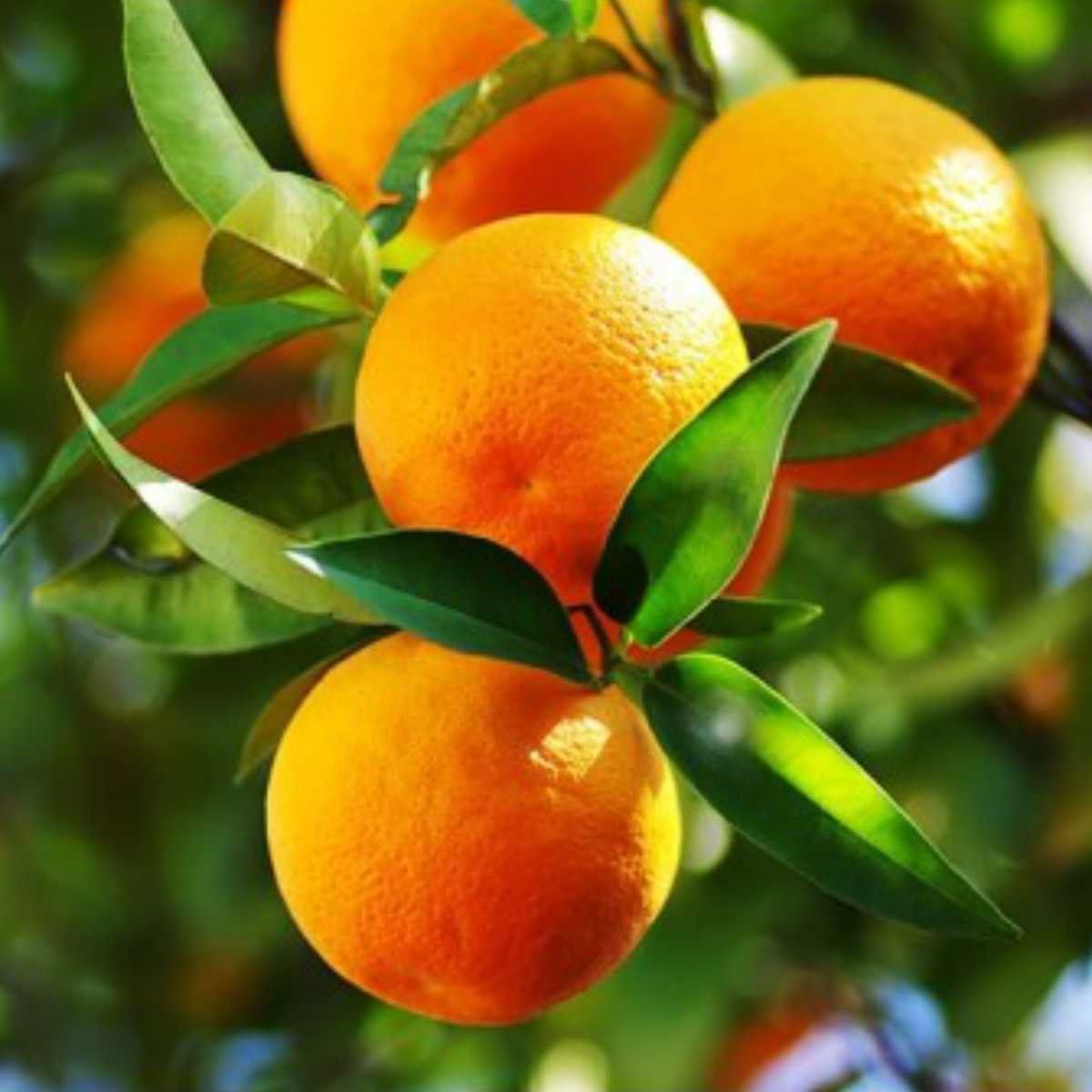 Plants Villa - Orange Malta Grafted & Hybrid Fruit Plant