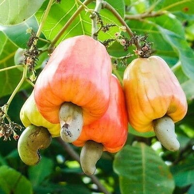 Plants Villa - Thai Variety Cashew Apple Grafted Fruit Plant