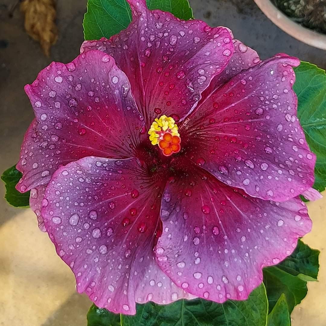 Plants Villa - Australian Variety Grafted Hibiscus Flower Plant (PV18415)