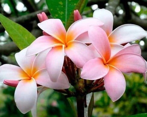 Plants Villa - Dwarf Variety Pulmeria Flower Plant (PV15780)