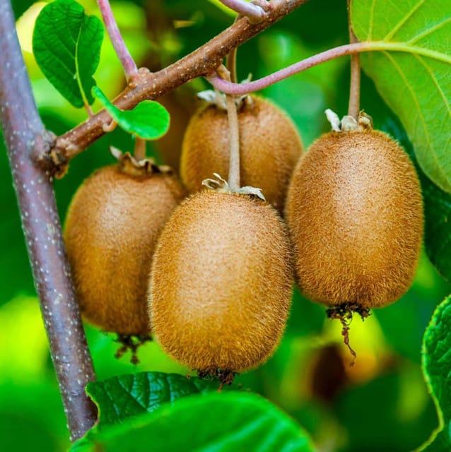 Plants Villa - Kiwi | Grafted & Hybrid Fruit Plant