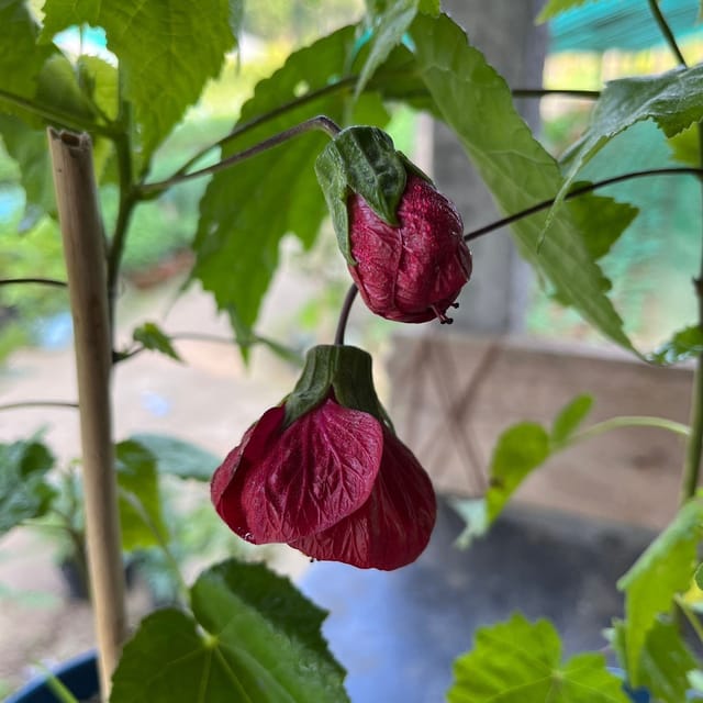 Plants Villa - Lantern Hibiscus Flower Plant Red