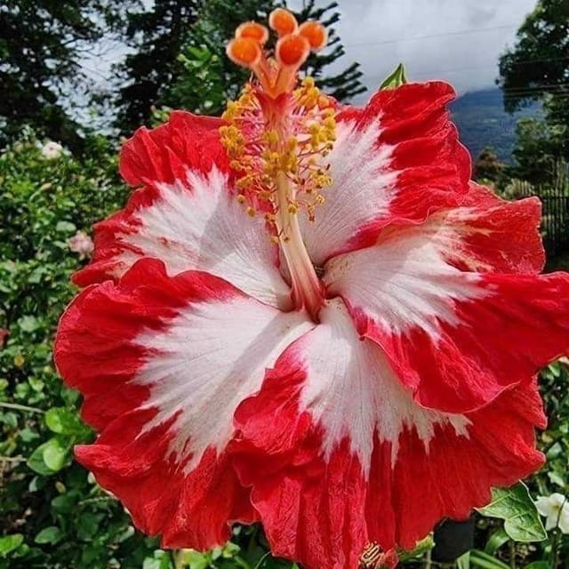 Plants Villa - Grafted Hibiscus Flower Plant Red Plants Villa - Grafted Hibiscus Flower Plant Red