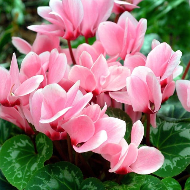 Plants Villa - Cyclemen Flower Plant Baby Pink Plants Villa - Cyclemen Flower Plant Baby Pink
