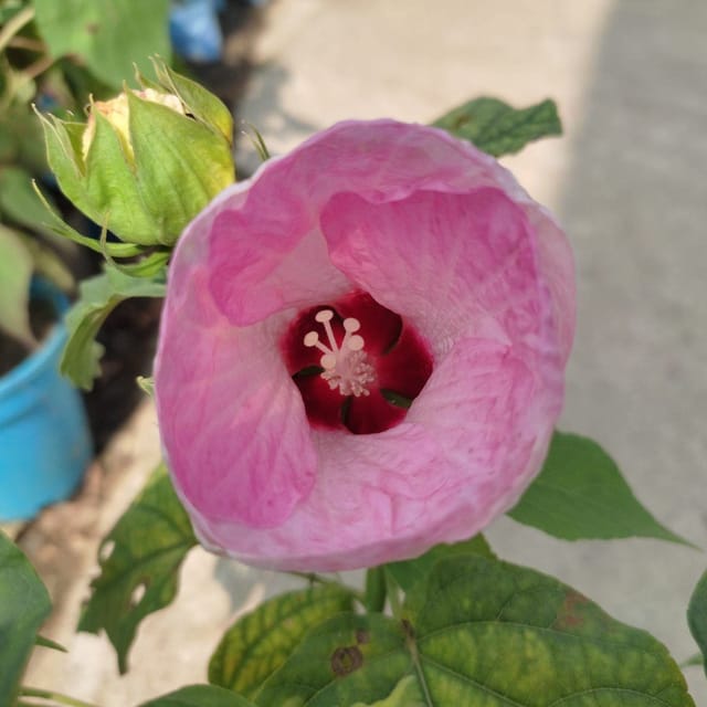 Plants Villa - Lantern Hibiscus Flower Plant Pink (PV14463)