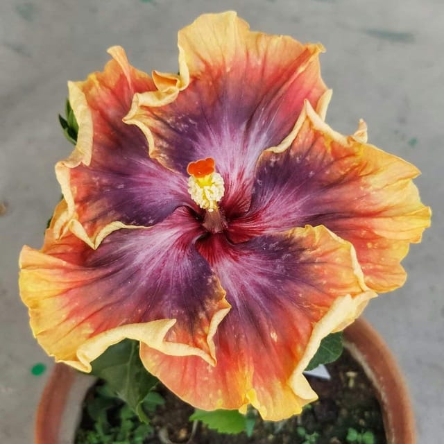 Plants Villa - American Variety Grafted Hibiscus Flower Plant (PV18522) Plants Villa - American Variety Grafted Hibiscus Flower Plant (PV18522)