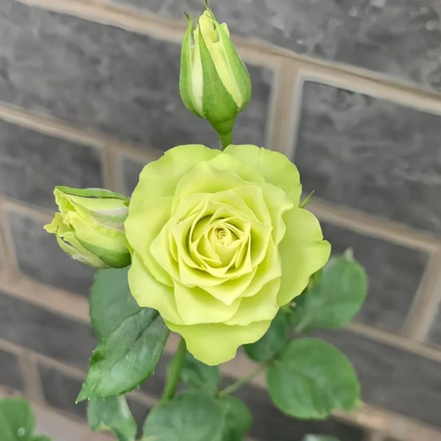 Plants Villa - Exotic Green Rose Hybrid Flower Plant Plants Villa - Exotic Green Rose Hybrid Flower Plant
