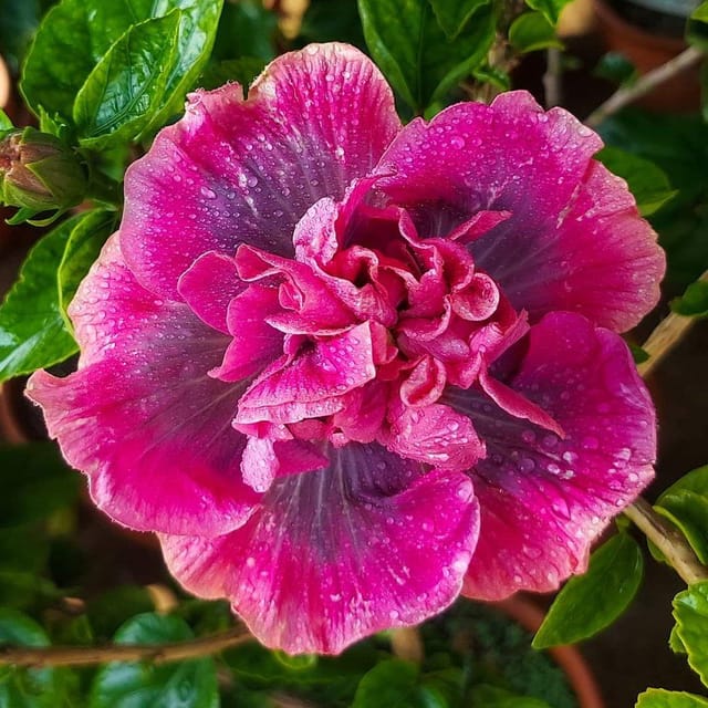 Plants Villa - Double Petal Variety Grafted Hibiscus Flower Plant (PV18457) Plants Villa - Double Petal Variety Grafted Hibiscus Flower Plant (PV18457)