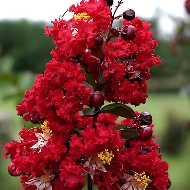 Plants Villa - Lagerstroemia Furush Flower Plant Red Plants Villa - Lagerstroemia Furush Flower Plant Red