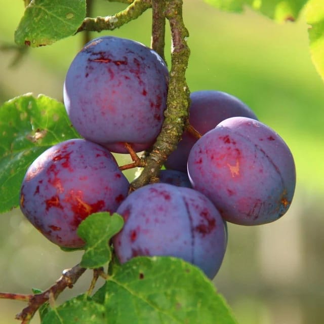 Plants Villa - Dwarf Aalu Bukhara Plum Grafted & Hybrid Fruit Plant