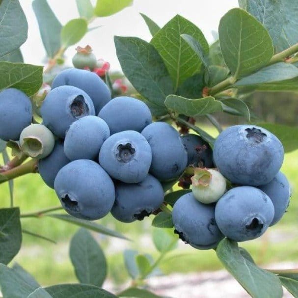 Plants Villa - Blueberry Fruit Plant