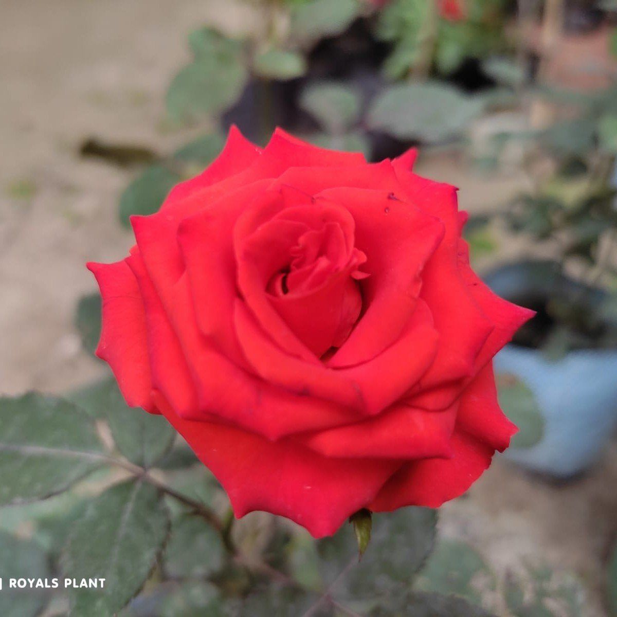Plants Villa - Climbing Rose Flower Plant Red (PV17160)