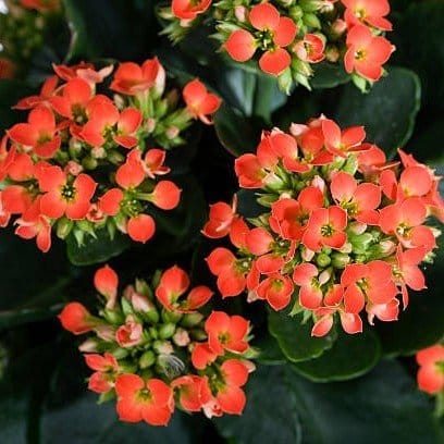 Plants Villa - Kalanchoe Flower Plant Orange