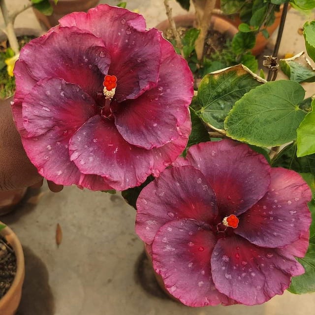 Plants Villa - American Variety Grafted Hibiscus Flower Plant (PV18477)