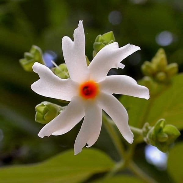 Plants Villa - Alltime Parijat Night Blooming Jasmine Flower Plant